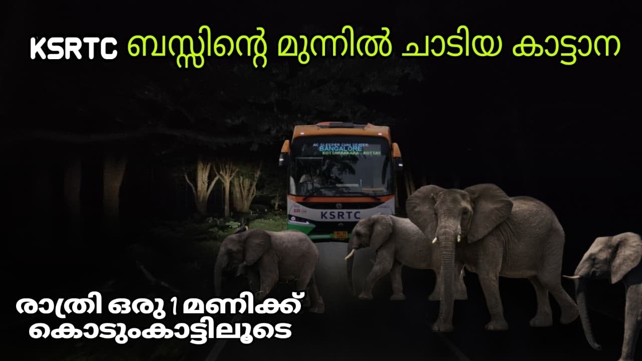 അർദ്ധരാത്രി ഒരു മണിക്ക് കൊടുംകാട്ടിലൂടെ പോകുമ്പോൾ ആനയുടെ മുന്നിൽ 🐘🐘