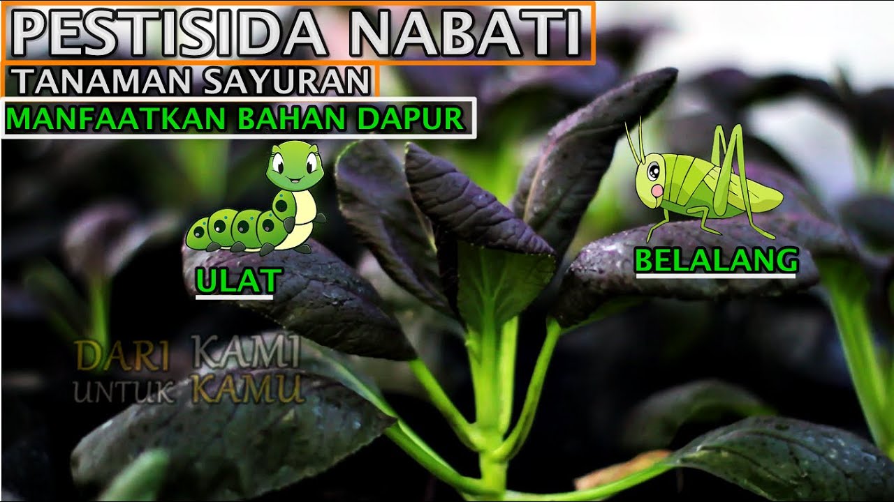 Atasi Hama Ulat dan Belalang Pada Tanaman Sayuran