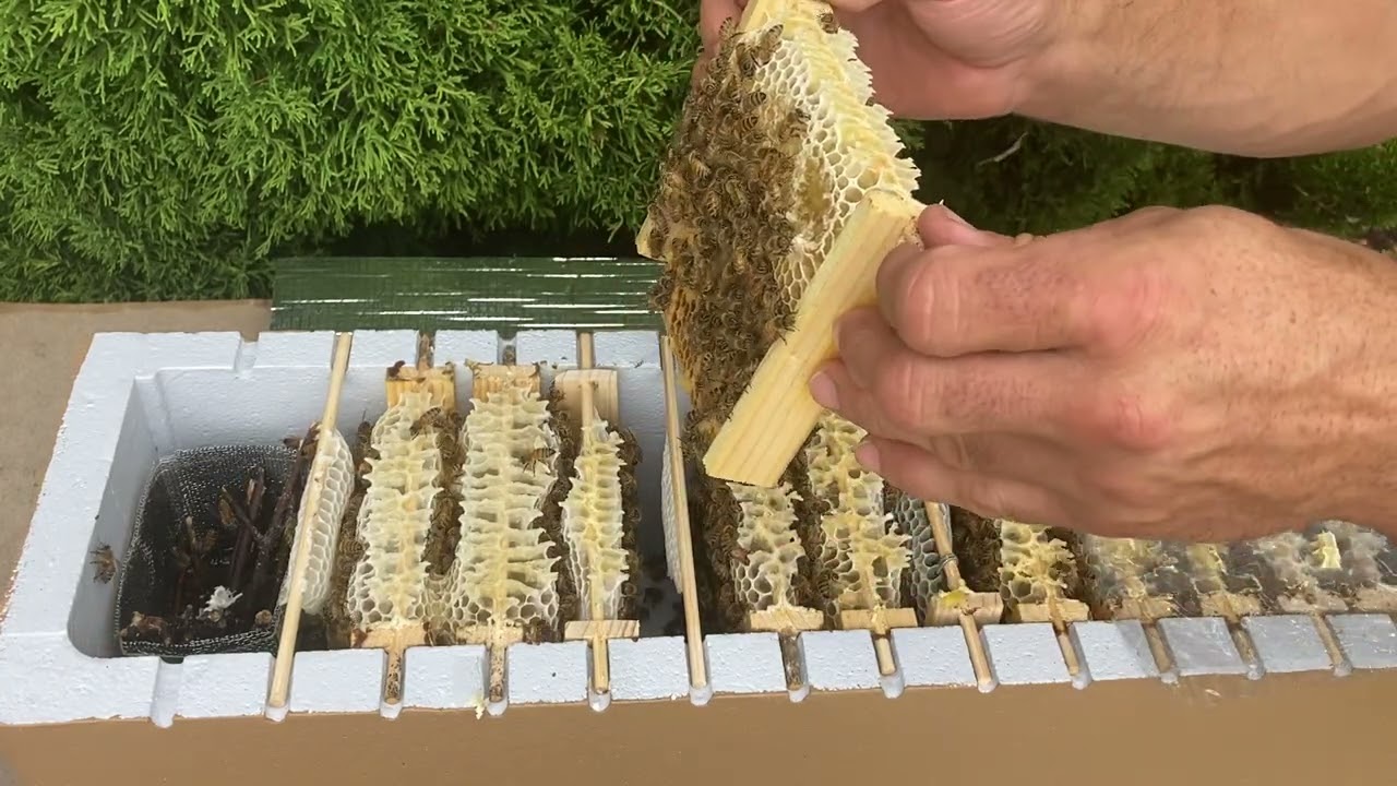 Beekeeping - Shuffling Combs Around
