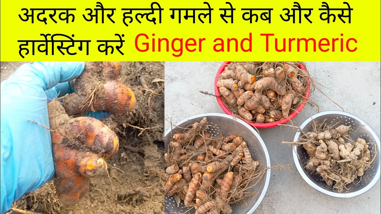 अदरक और हल्दी की हार्वेस्टिंग करने का सबसे सही समय/Ginger & Turmeric harvesting from containers 