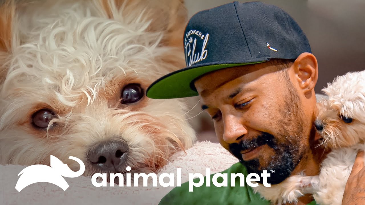 Familia casi pierde a su macota a causa del parvovirus | Dr. Jeff, Veterinario | Animal Planet