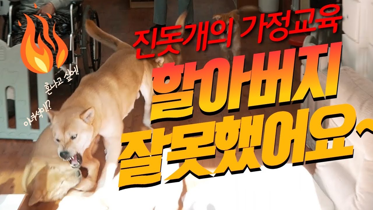 어머나~~~~이게 가능해??? 할아버지 한테 진돗개의 가풍을 배우는 양반집 강아지들~~~~~ #우리개연구소 #금진이 #무진이네