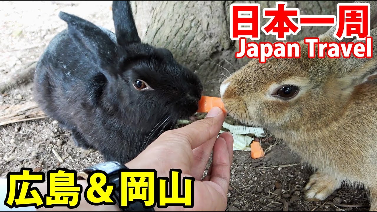 (55)【第３８日】ウサギの島に行ったが、様子がいつもと違う《夏休み日本一周の旅 広島駅→姫路駅》9/15-101│Rabbit Island Okunojima