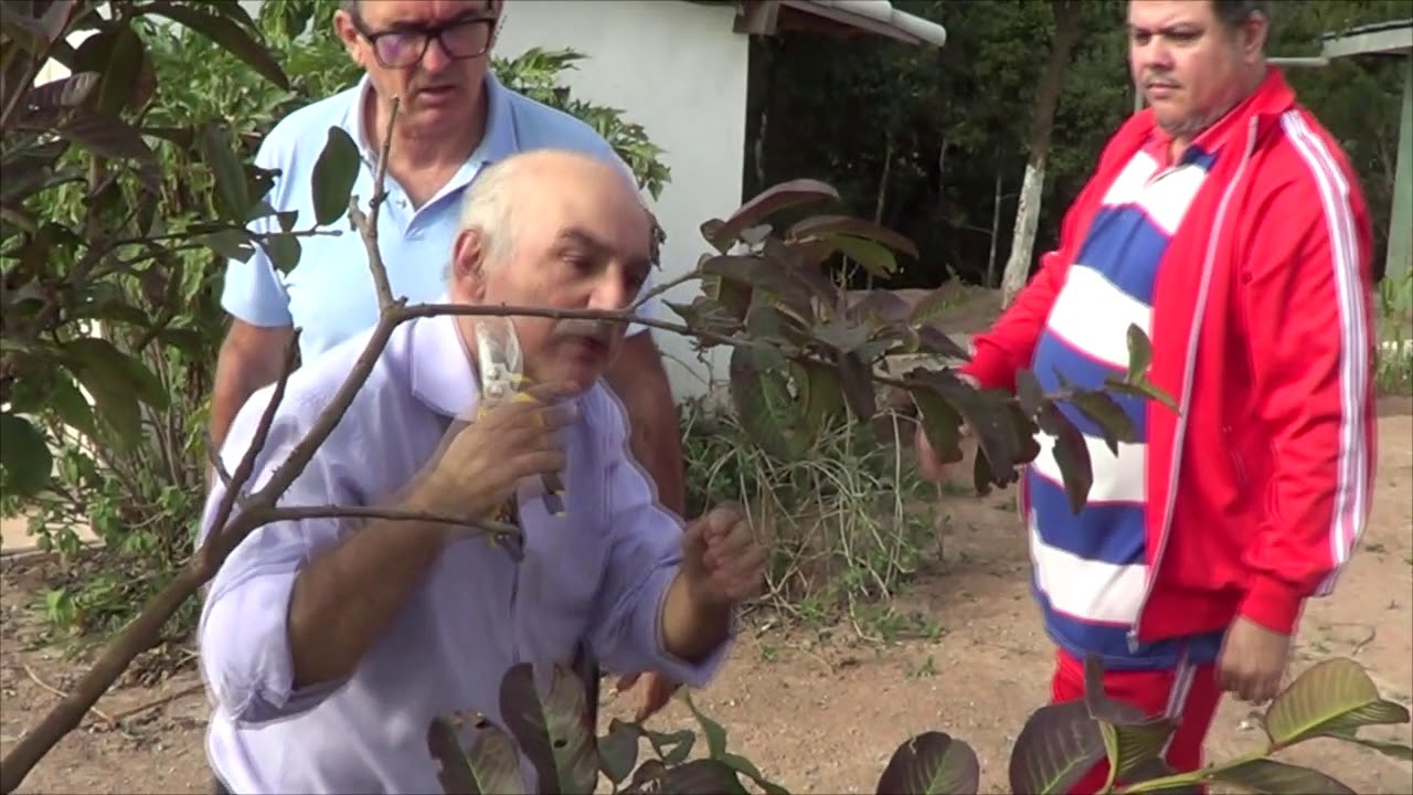 993 ) –    2º PARTE  -  ITAQUAQUECETUBA  -  SP – PODA GOIABEIRA  85a