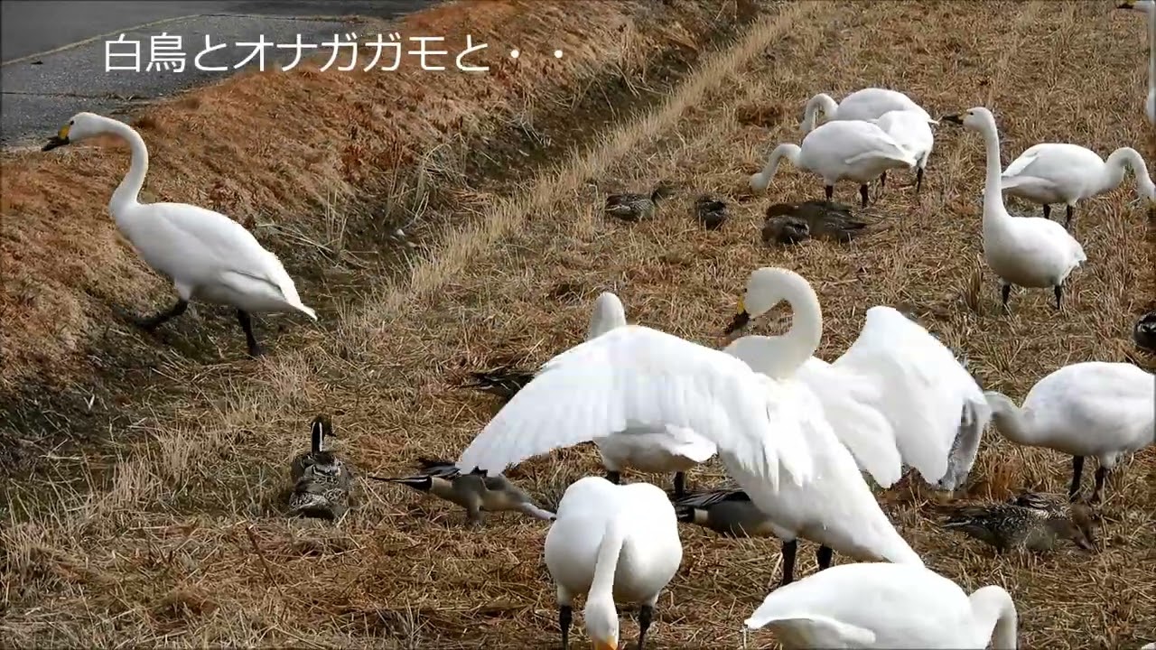 白鳥　　北アルプスを望む　信州・安曇野の田んぼで