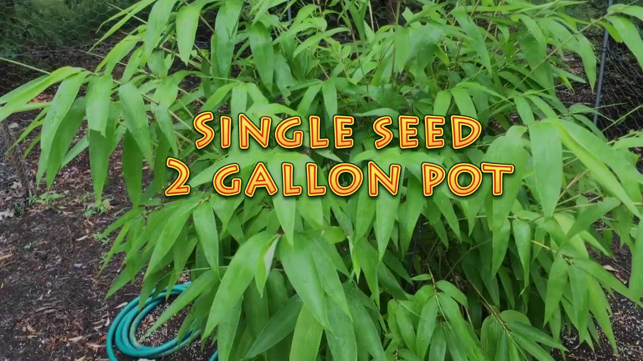 Moso Bamboo (The difference between seed starting indoors vs outdoors) *Read Below