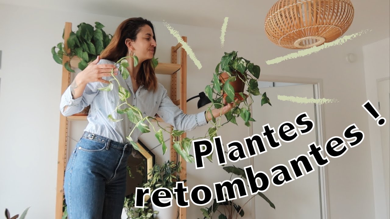 Entretenir ses plantes retombantes !