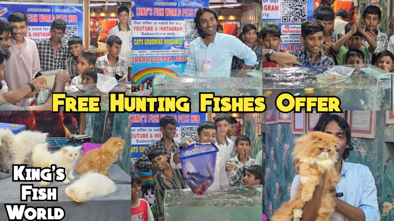 Free hunting fishes offer at King's fish world pet's hub hyderabad | offer wale cats & kittens 