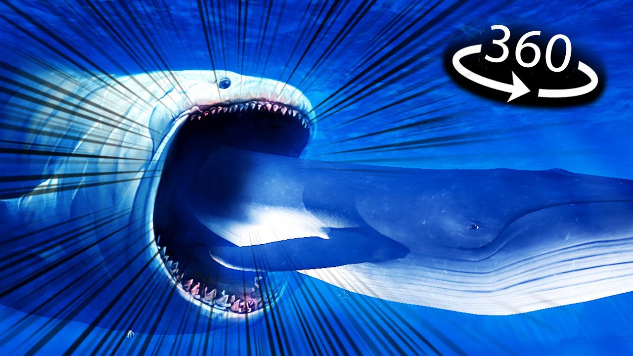 360&deg; - BLOOP SWALLOWS BLUE WHALE!