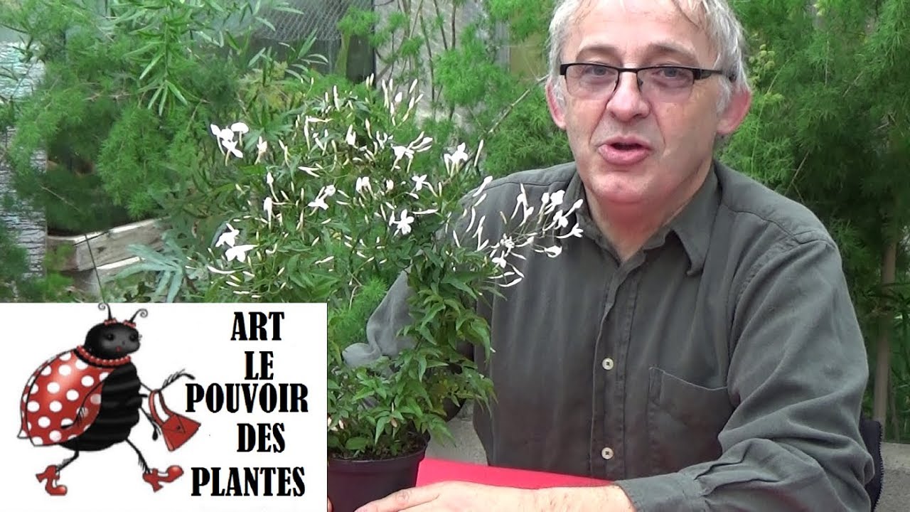 Conseil jardinage:Jasmin blanc d'hiver: Jasminum polyanthum:Entretien et arrosage plante d'interieur