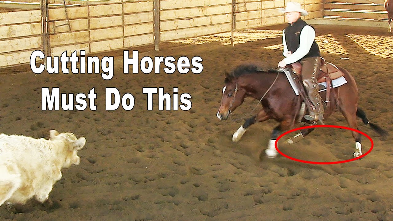 A Cutting Horse MUST Do This - Cutting Horse Training