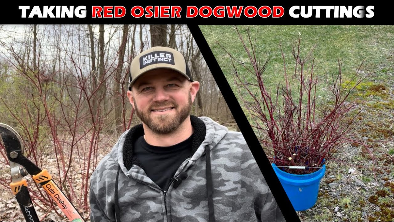 Red Osier Dogwood Cuttings & Hybrid Willow Update