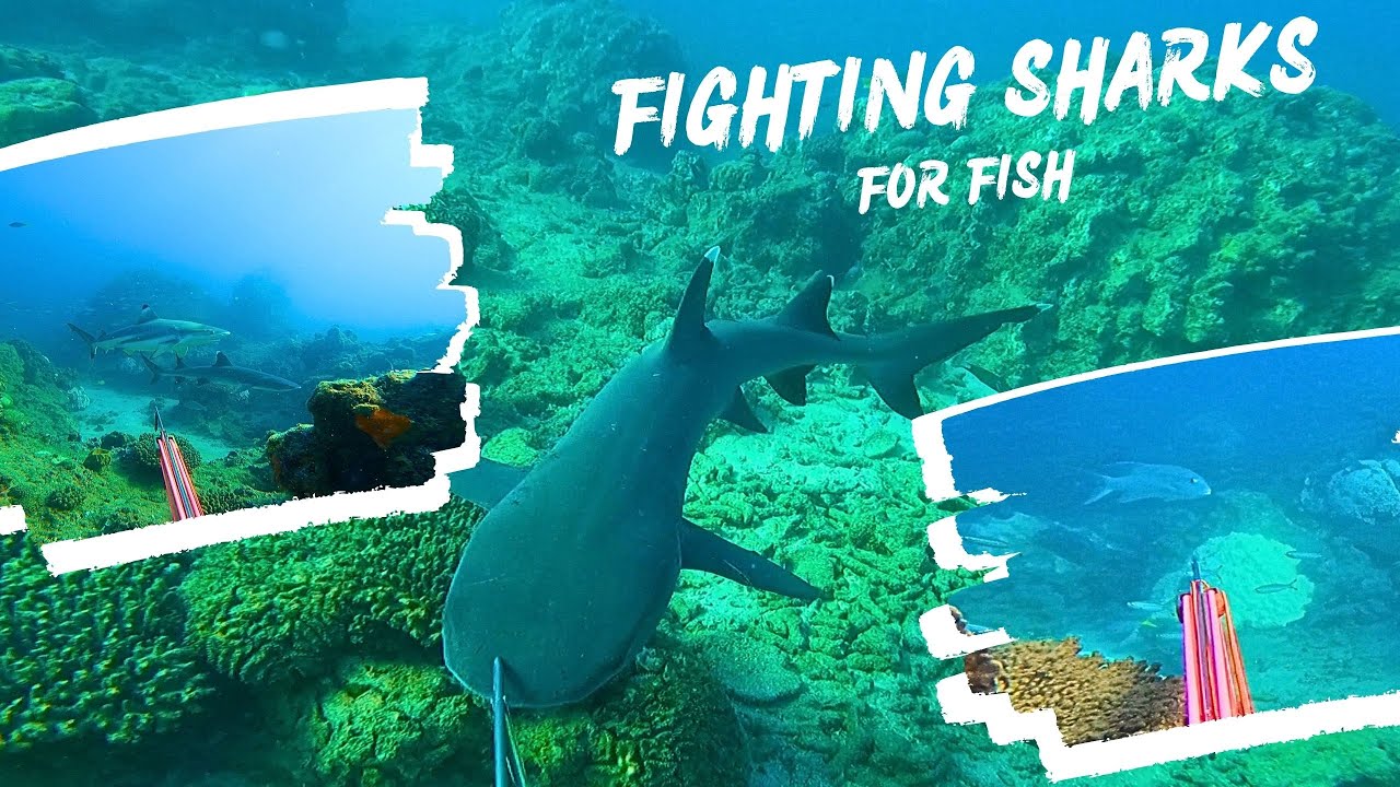Spearfishing Sharks Australia + GIVEAWAYS 🎉