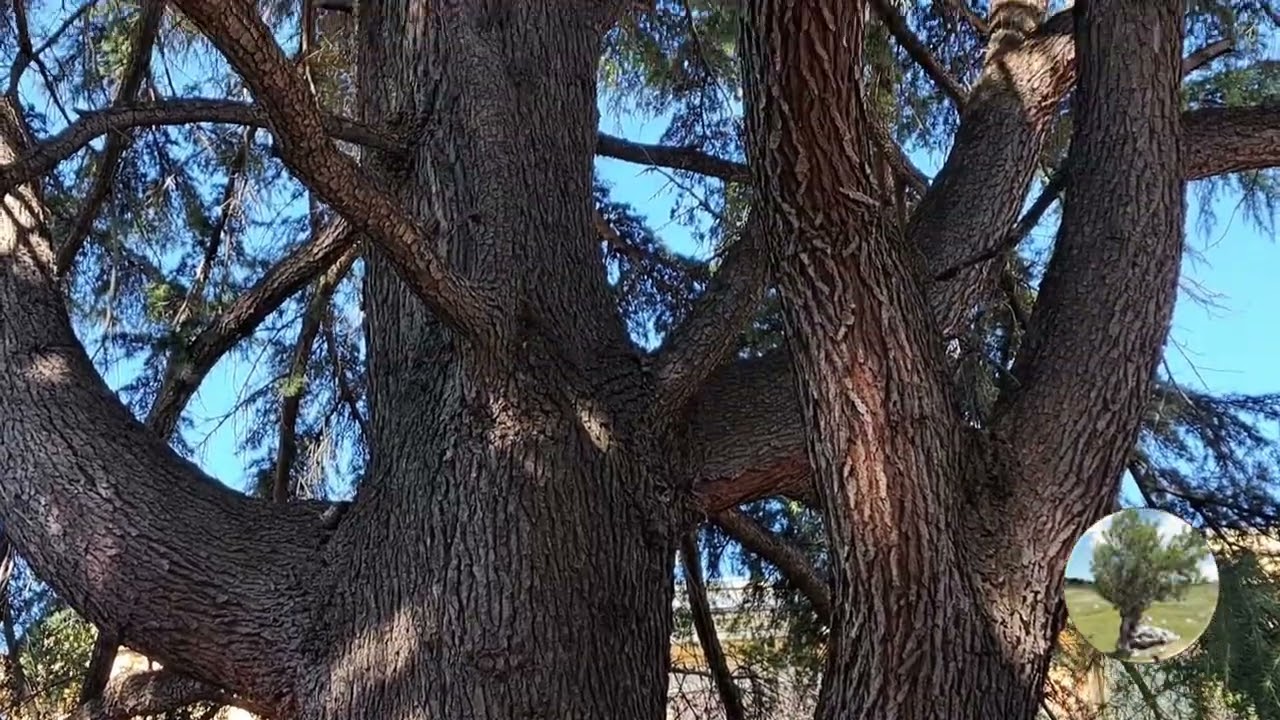 L'imponente Cedro del Libano Monumentale di Foggia