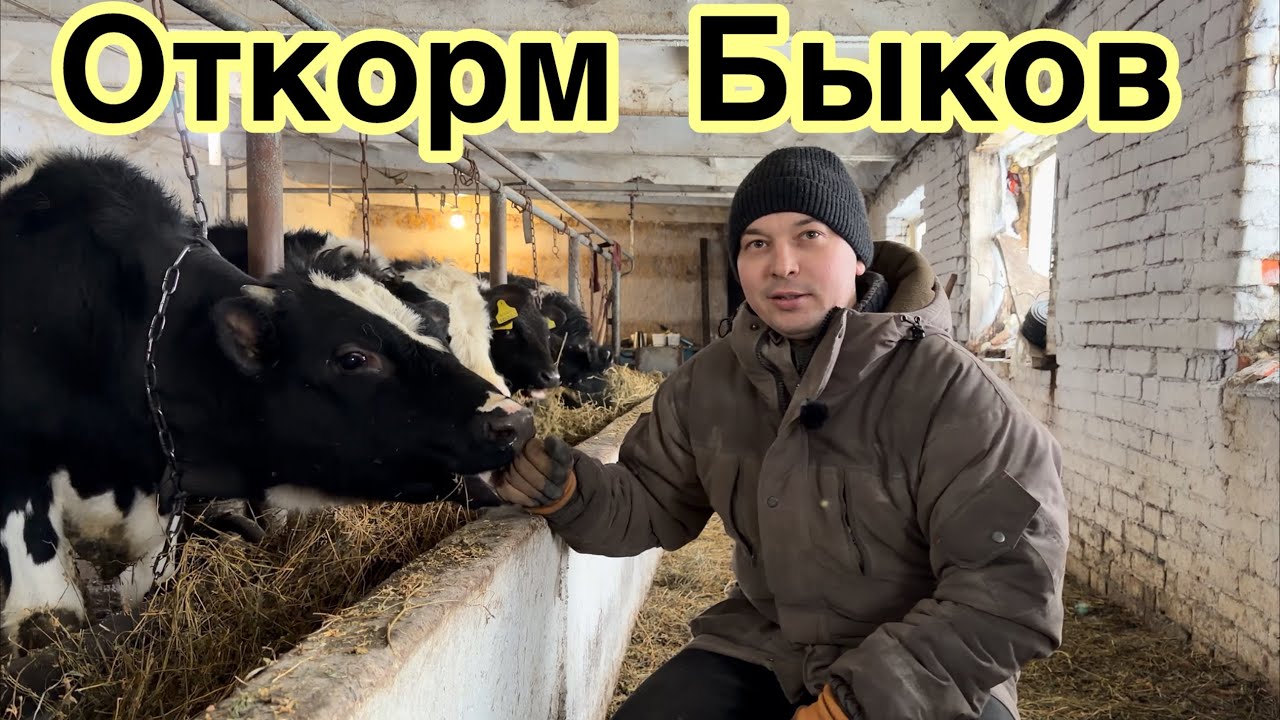 Откорм быков. ИСТОРИЯ ОДНОЙ ФЕРМЫ 