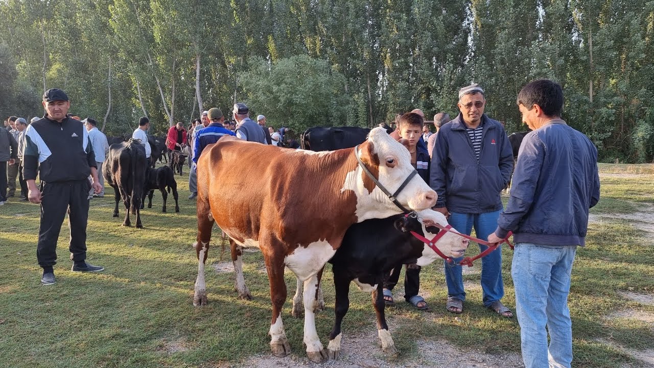 Farĝona viloyati Qoʻshtepa Qumtepa chorva bozorida sigirlar va qoʻylar narxi 👍👍👍👍👍