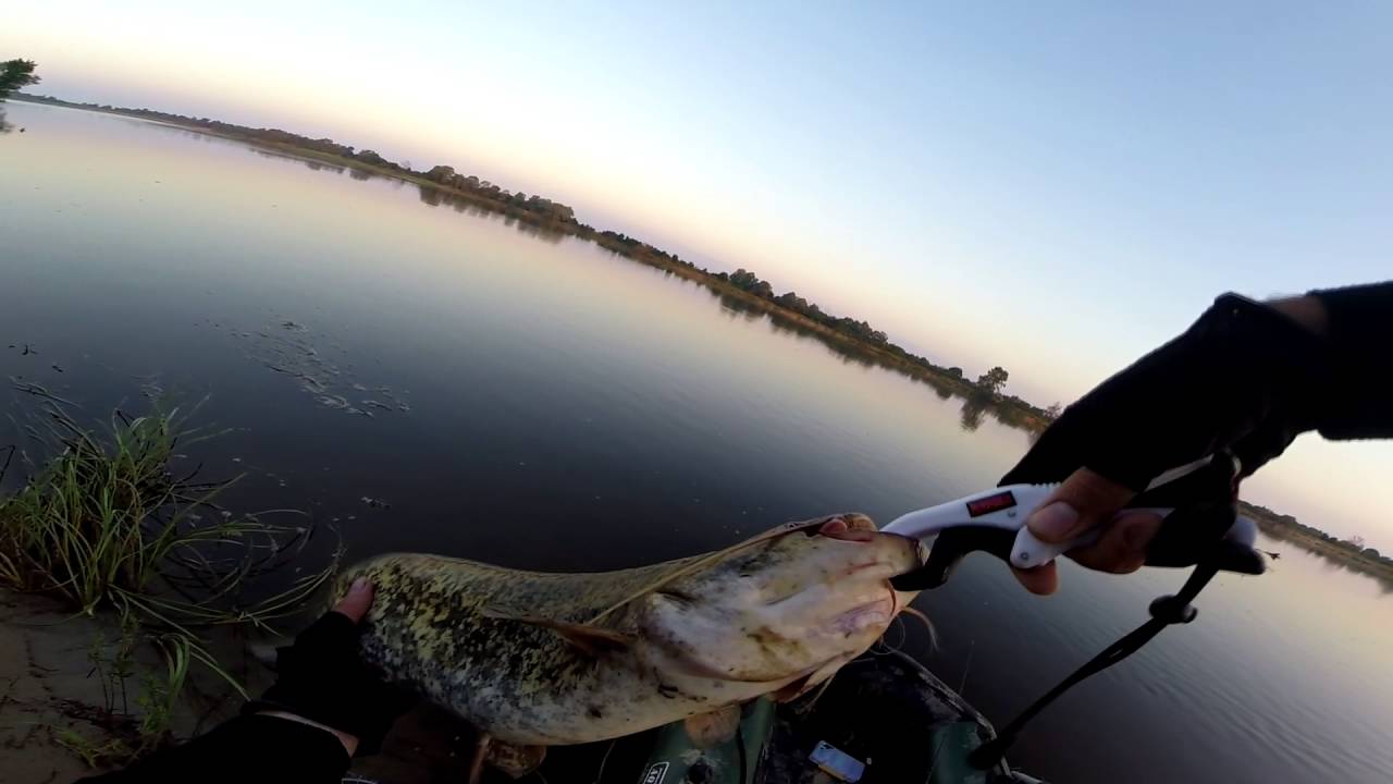 Vlog # 14 Major Craft Dodger 3-14g Обкатка , сом жерех.