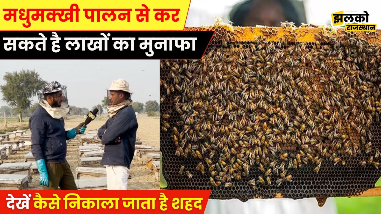 तगड़ी कमाई के लिए करें मधुमक्खी पालन, कमाएं लाखों का मुनाफा,जाने वीडियो में कैसे ~rajasthan news