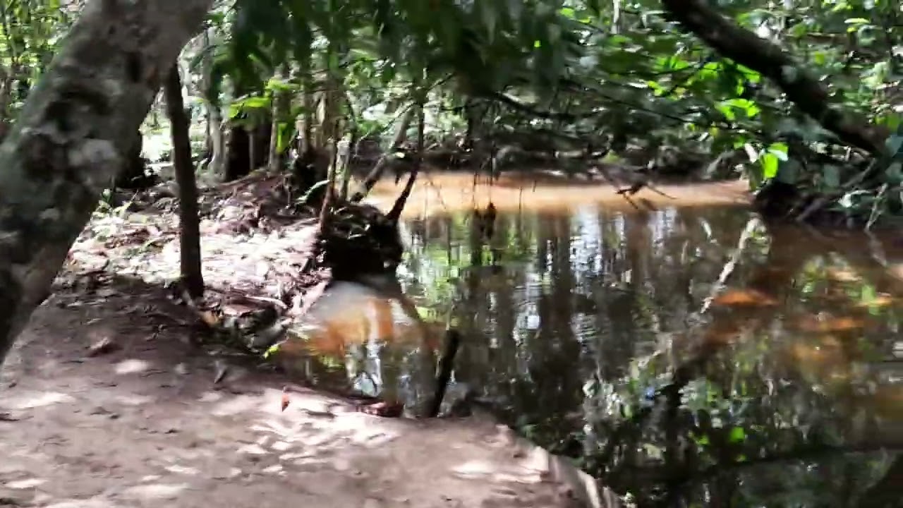 Os mistérios da Amazônia EP-4 peixe em cativeiro no igarapé #tambaqui #pirarucu #matrinxã #pirarara