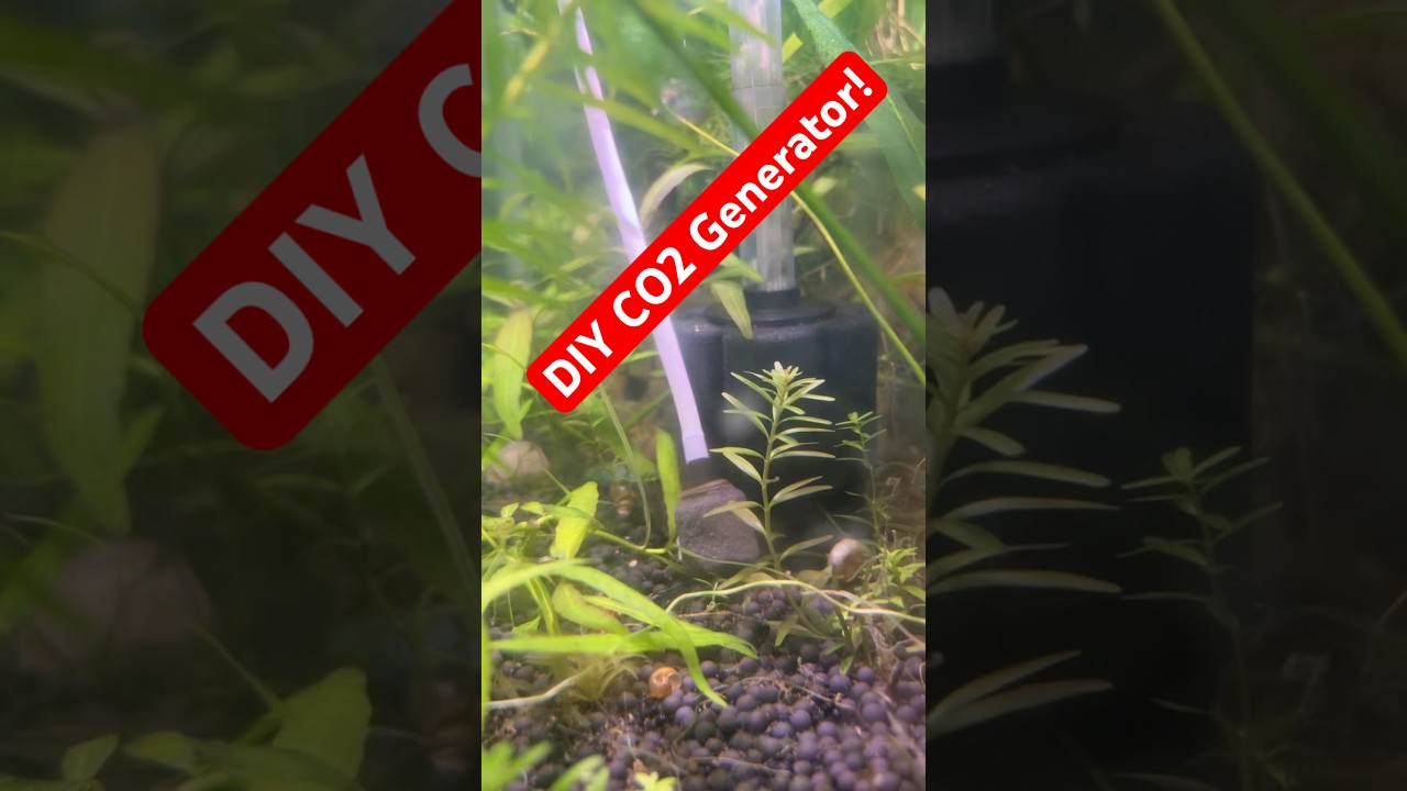 DIY CO2 generator, using sugar & yeast! #fishtank #plantedtank