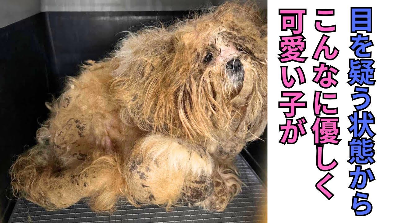 【112】重い被毛から現れた優しく可愛い子達に感涙⭐️酷い過去を捨て大きな幸せを掴みました㊗️