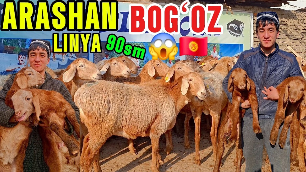 DOPPILI BOLA YONDIRVORDI ARASHAN BOGʻOZ EGIZAKLAR ARZON BERVORDI😱