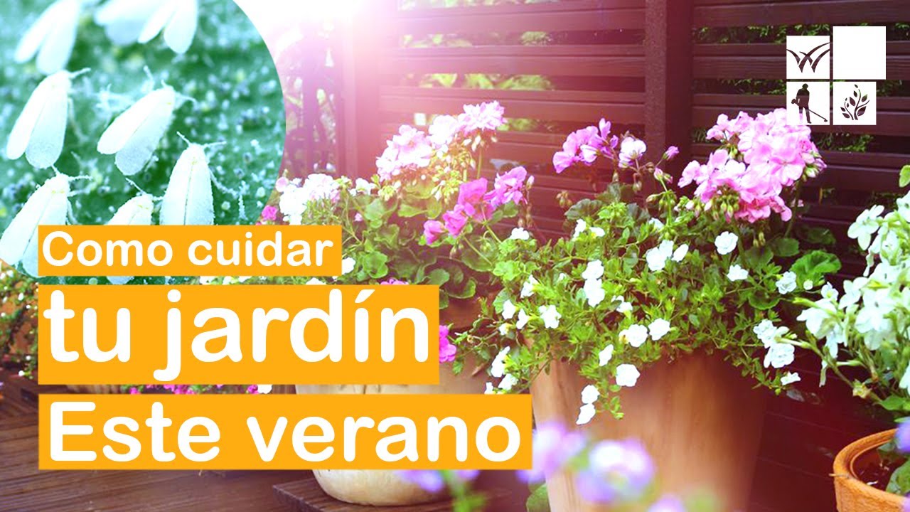 COMO CUIDAR nuestras PLANTAS EN VERANO / Jard&iacute;n urbano