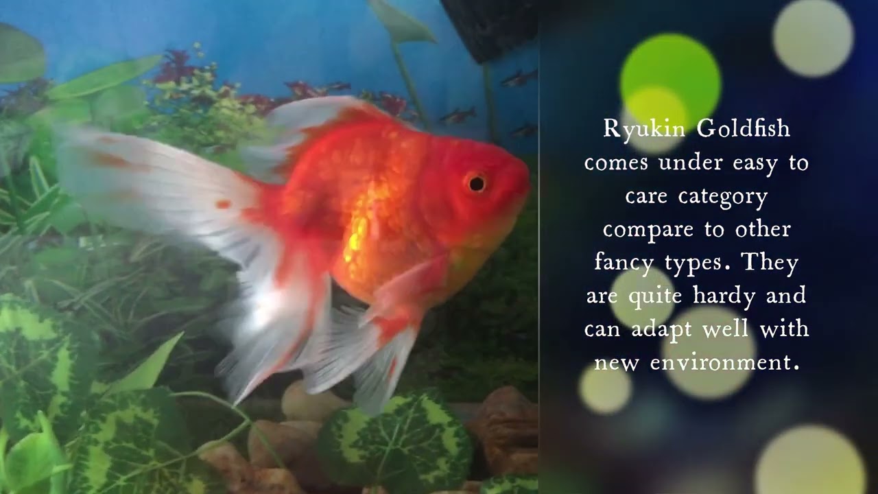 Ryukin Goldfish: Care, size, lifespan, Tankmates, Feeding and Temperament