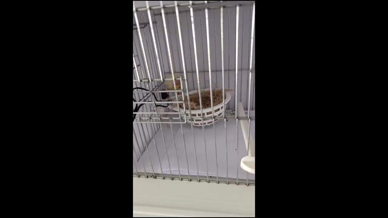 Canary Chick Recovery – From Weak to Strong