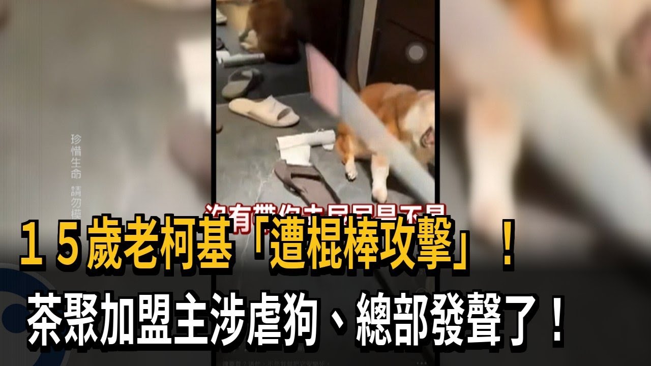 15歲老柯基「遭棍棒攻擊」！　　茶聚加盟主涉虐狗、總部發聲了！－民視新聞