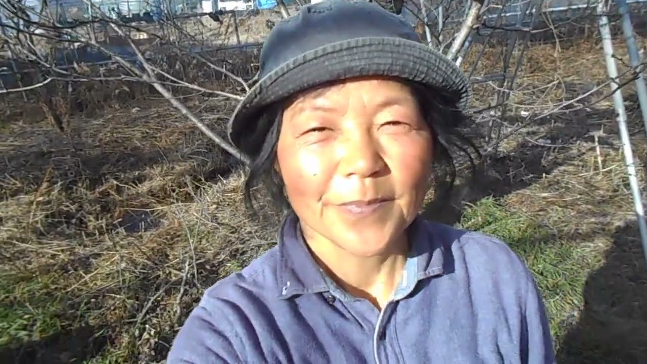 サクランボの木の剪定をしました！自然農法果樹園アイアイファーム　自然農法家ともちゃん　2022/2 / 18/茨城県常陸大宮市野上