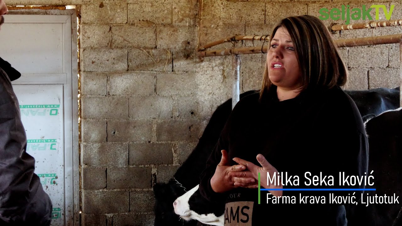 Seljak TV: Farma krava Iković, Milka Seka Iković, Ljutotuk (4K)