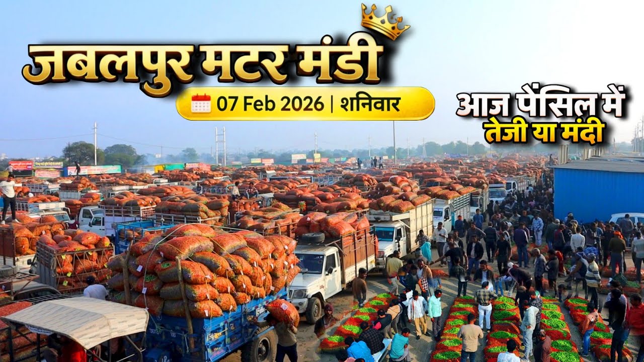 Jabalpur Matar Mandi Today Rate | 07 फरवरी मटर मंडी भाव | स्थिर मार्केट की पूरी रिपोर्ट