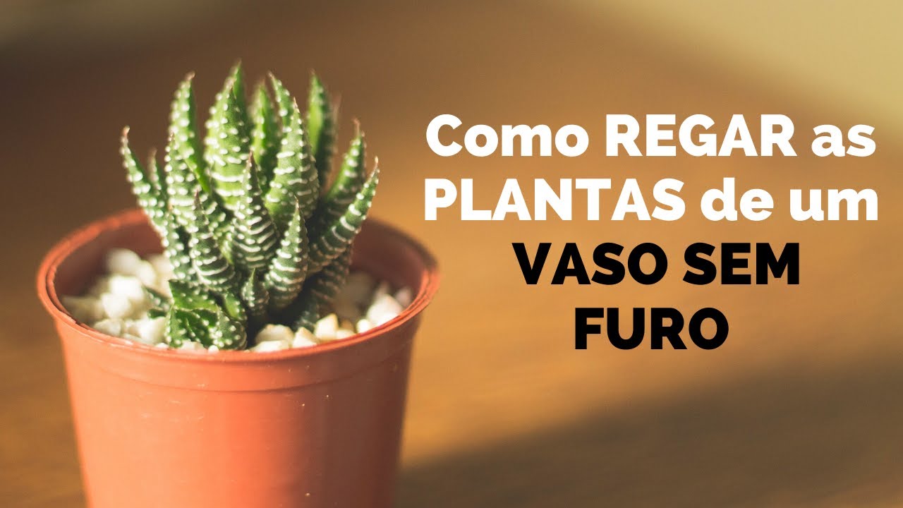 Como REGAR as PLANTAS de um VASO SEM FURO