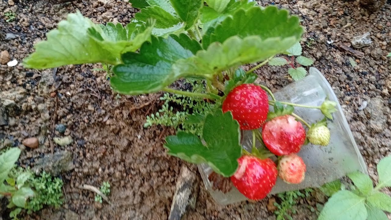 Sweet Charlie Strawberry 🍓 win Potting mix in 2 months flowering starts..