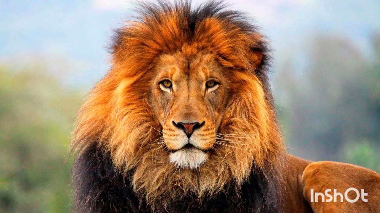 звук лева.@curiositiesforchildren