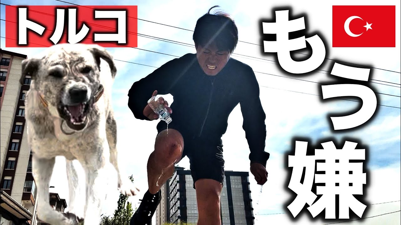 【凶暴】トルコ野犬多すぎるって！！！