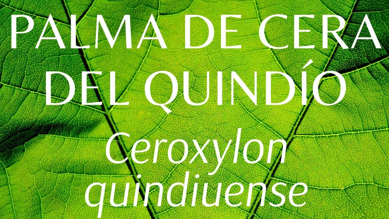 PALMA DE CERA DEL QUIND&Iacute;O Ceroxylon quindiuense