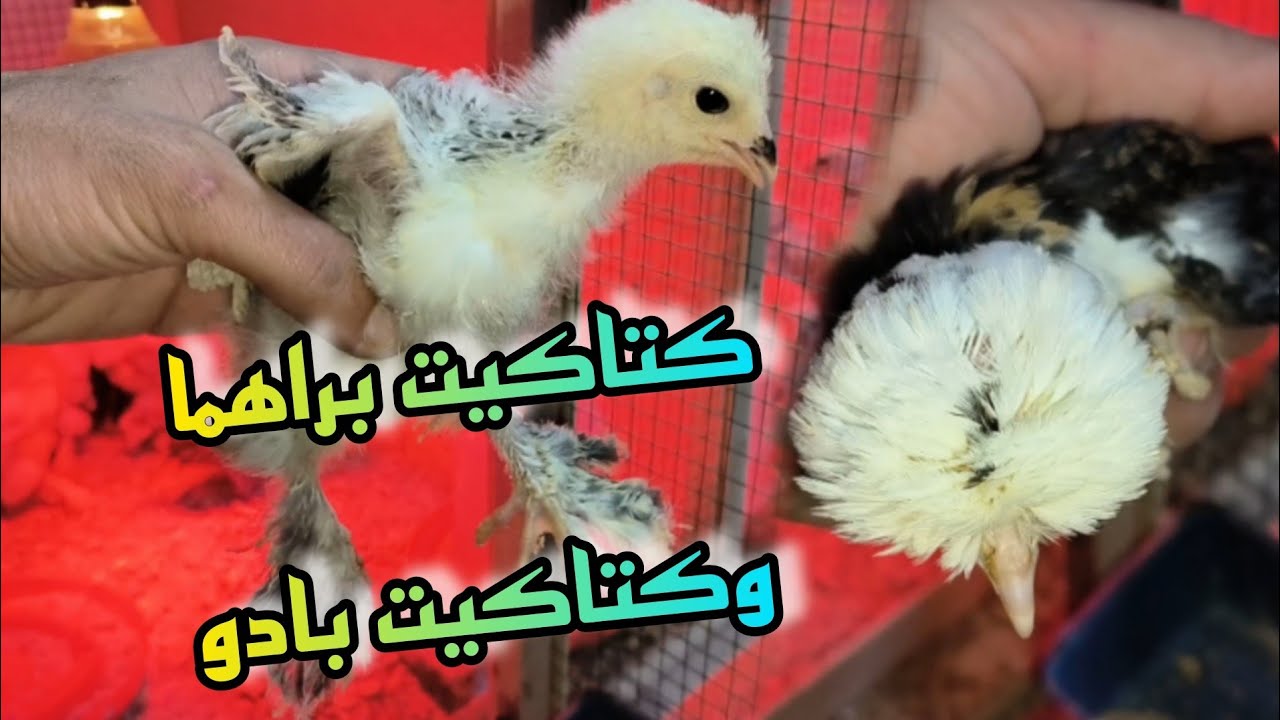 وصل دفعه كتاكيت بادو 🐥وكتاكيت براهما جميع الالوان 😱💯💪