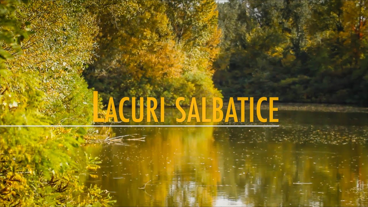 Lacuri salbatice