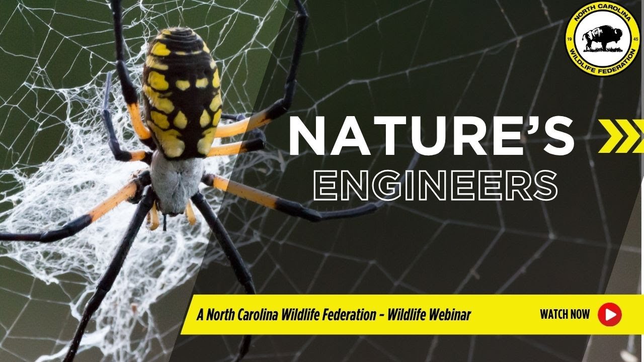 Nature's Engineers - North Carolina Wildlife Federation