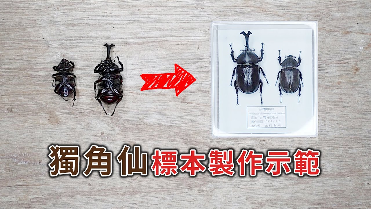 【山林蟲坊】獨角仙標本製作示範 | Trypoxylus dichotomus tunobosonis: A Demonstration of Making Specimens