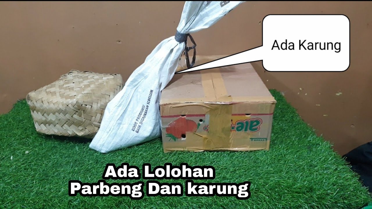 HARI INI ada karung