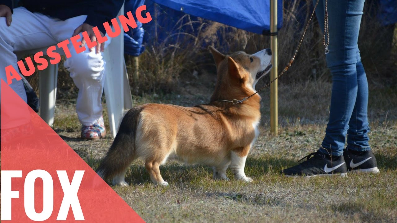 Ausstellung & Agility Turnier | Berlin Wochenende