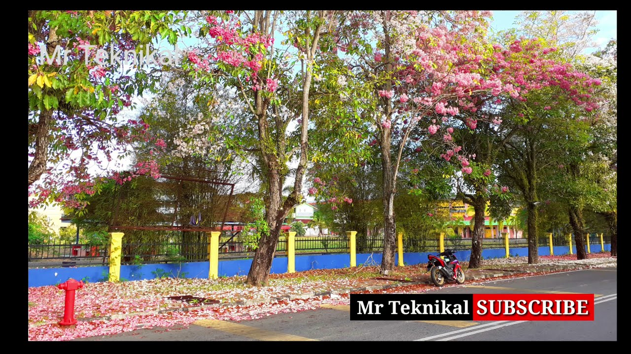 Bunga Sakura@Tecoma Perlis
