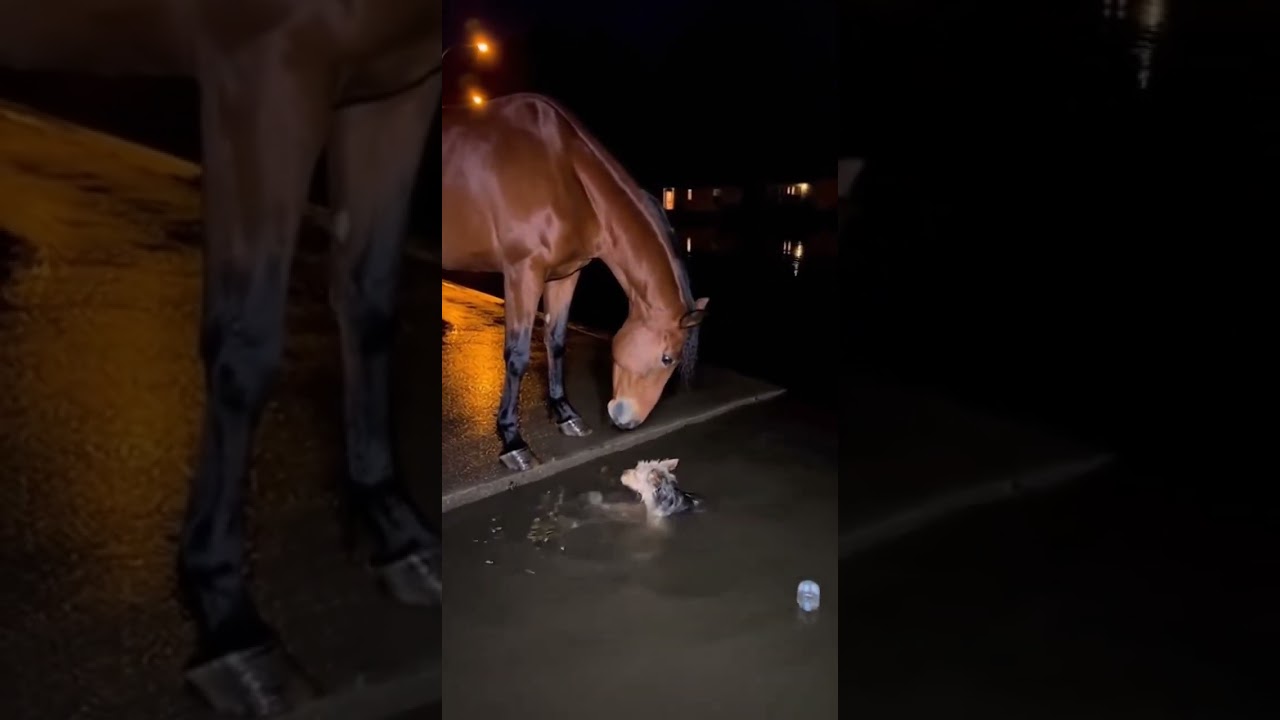 Horse Rescues Dog in Flood: Animal Empathy Captured! #AnimalRescue #HorseAndDog