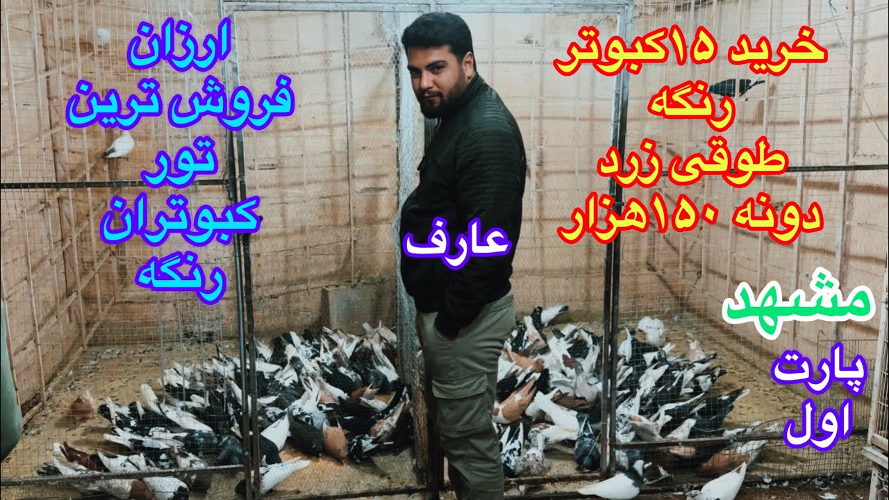 (قسمت۲۹۸) ارزان فروش ترین تور کبوتر رنگه مشهد/خرید ۱۵کبوتر جنگنده /طوقی زرد دونه ۱۵۰هزار/انتخاب عارف