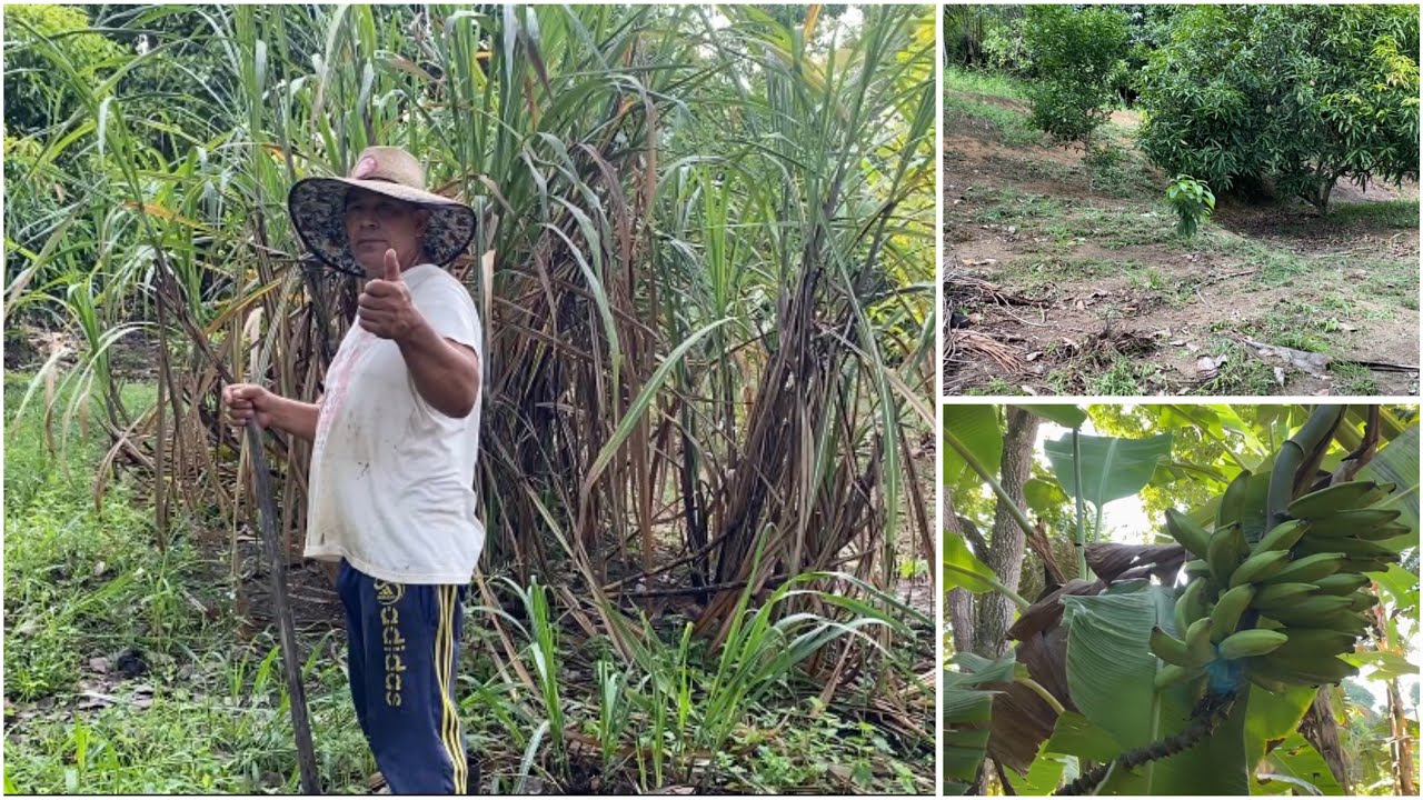O trabalho não para aqui na roça pessoal,preparando o terreno para as plantações.