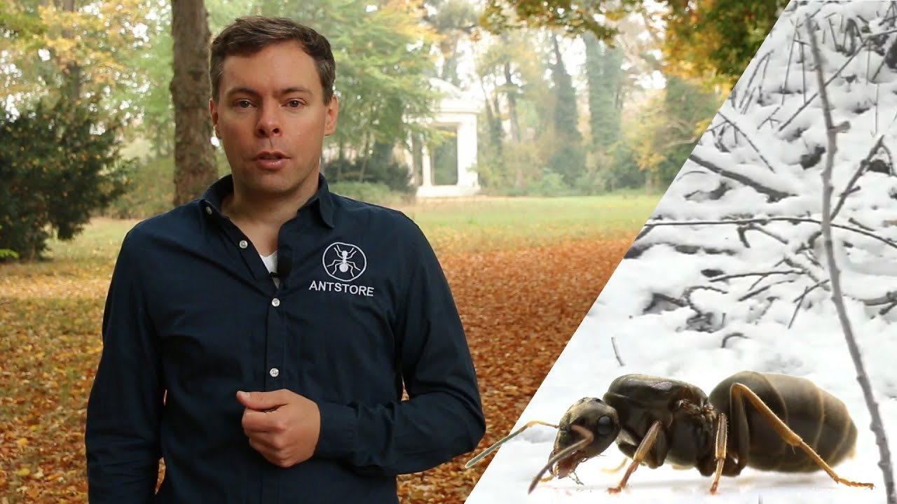 ANTSTORE Winterruhe bei Ameisen