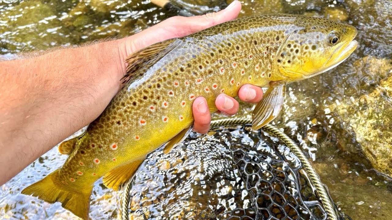 Non-Stop Brown Trout Action | Euro Nymphing Session